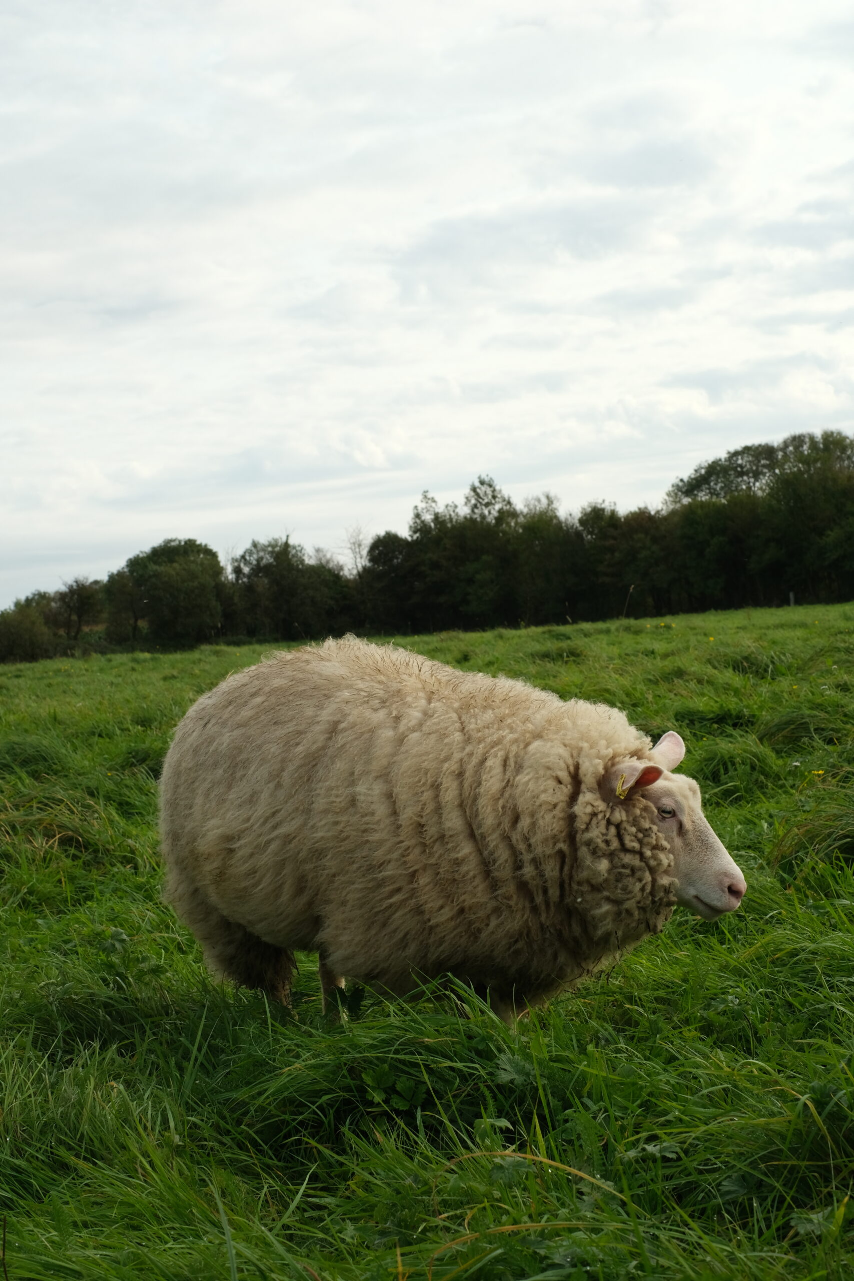 Brebis Cotentine dans la Mache à la ferme de Franqueville.